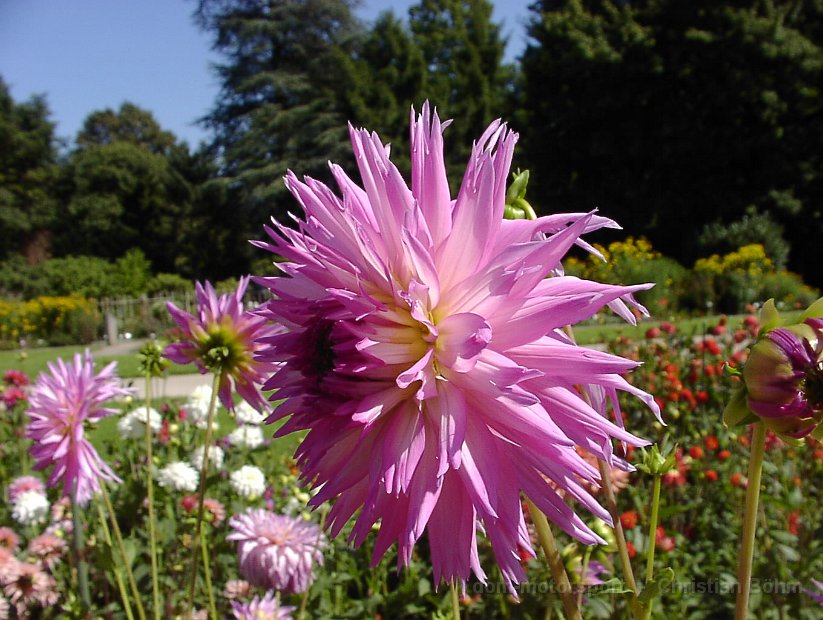 2009 Flora 077